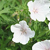 Geranium clarkei - Kashmir White - Cranesbill