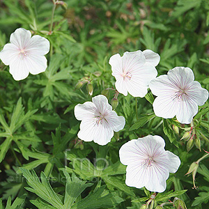 Geranium clarkei - Kashmir White' (Cranesbill)