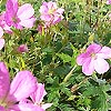 Geranium macrorrhizum - Bevans Variety - Cranesbill