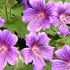 Geranium X magnificum - Cranesbill