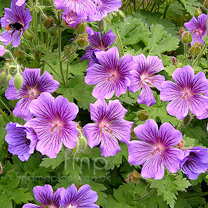 Geranium X magnificum (Cranesbill)