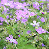 Geranium sylvaticum - Mayflower - Cranesbill