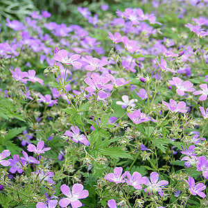 Geranium sylvaticum - Mayflower (Cranesbill)