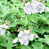 Geranium renardii