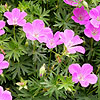 Geranium sanguineum - Cranesbill