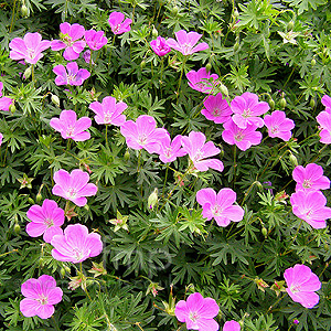 Geranium sanguineum (Cranesbill)