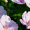 Geranium snaguineum - Striatum