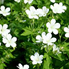 Geranium sylvaticum - Album - Cranesbill