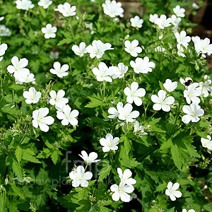 Geranium sylvaticum - 'Album' (Cranesbill)