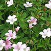 Geranium endressii - Wargrave