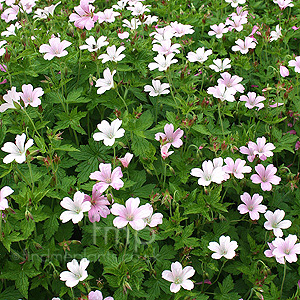 Geranium endressii - 'Wargrave'