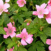 Geranium x oxonianum - Wargrave Pink - Cranesbill