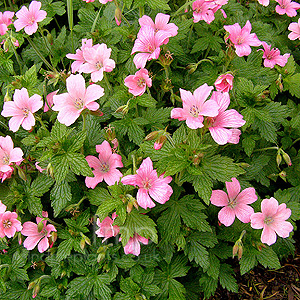 Geranium x oxonianum - 'Wargrave Pink' (Cranesbill)