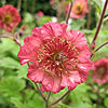 Geum - Bell Bank