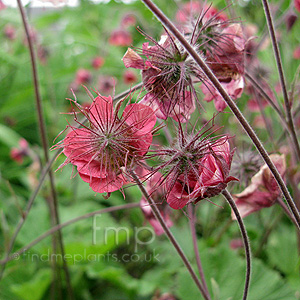 Geum rivale - 'Leonard's Variety' (Geum, Avens)