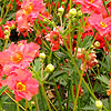 Geum chiloense - Mrs J Bradshaw - Geum, Avens