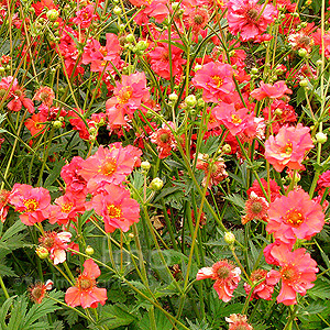 Geum chiloense - Mrs J Bradshaw (Geum, Avens)