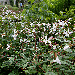 Gillenia trifoliata (Gillenia)