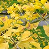 Ginkgo biloba