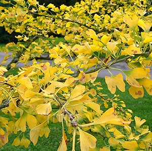 Ginkgo biloba