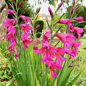 Gladiolus byzantinus