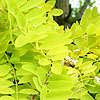 Gleditsia triacanthos - Sunburst - Honey Locust