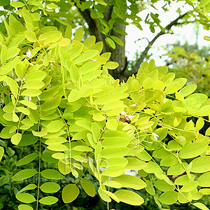 Gleditsia triacanthos - 'Sunburst' (Honey Locust)