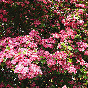 Crataegus laevigata - 'Paul's Scarlet' (Ornamental Hawthorn)