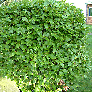 Griselinia littoralis