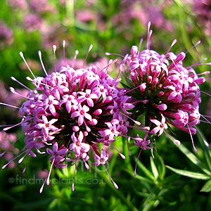 Grucianelle stylosa (Grucianelle)