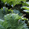 Gunnera manicata - Gunnera, Giant Rhubarb