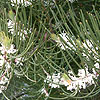 Hakea lissosperma - Hakea