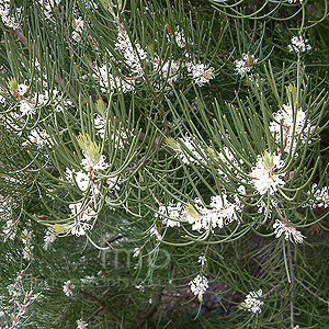 Hakea lissosperma (Hakea)