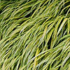 Hakonechloa macra - Aureola