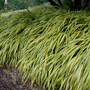 Hakonechloa macra - 'Aureola'