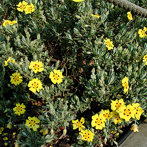Halimium lasianthemum - Sandling (Halimium, Rockrose)