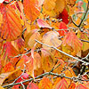 Hamamelis intermedia - Diane