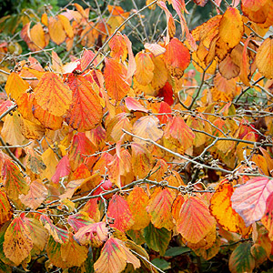 Hamamelis intermedia - 'Diane'