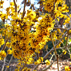 Hamamelis x intermedia - 'Doerak'