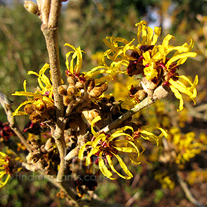 Hamamelis X intermedia - 'Harlow Carr'