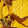 Hamamelis mollis - Pallida - Witch Hazel