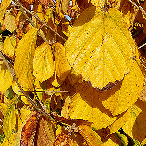 Hamamelis mollis - 'Pallida' (Witch Hazel)