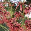 Hamamelis X intermedia - Jelena - Witch Hazel