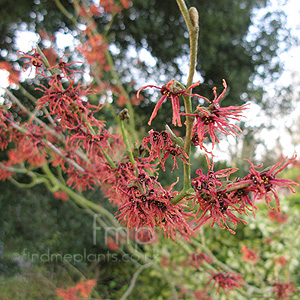 Hamamelis X intermedia - 'Jelena' (Witch Hazel)