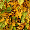 Hamamelis vemalis - Lombarts Weeping