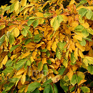 Hamamelis vemalis - 'Lombart's Weeping'