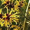 Hamamelis mollis - click for full details