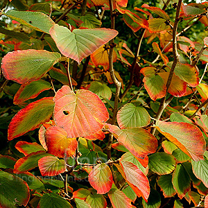 Hamamelis X intermedia - 'Orange Peel'