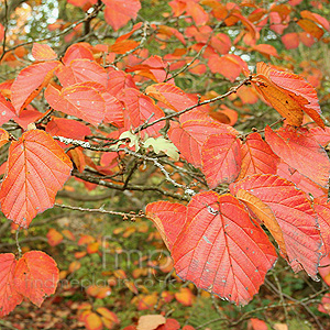 Hamamelis - 'Ruby Glow'