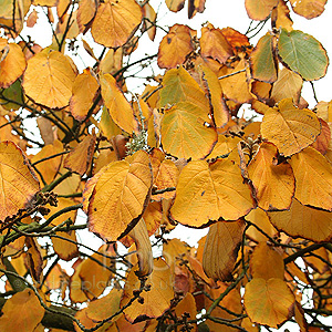 Hamamelis mollis - 'Fred Chittenden'